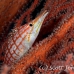 hawkfish_longnose_res_kb_h_0340_png1011.jpg